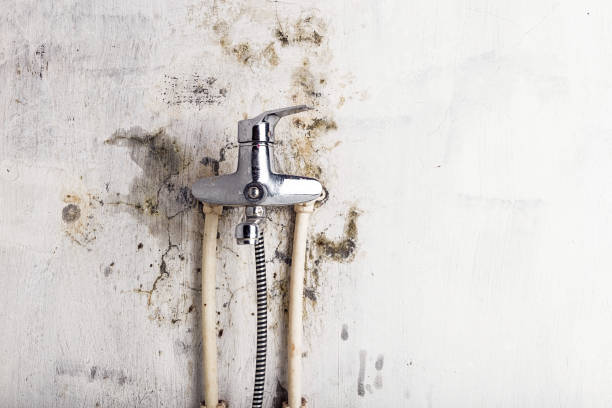 Best Emergency Mold Removal  in Loxahatchee Groves, FL